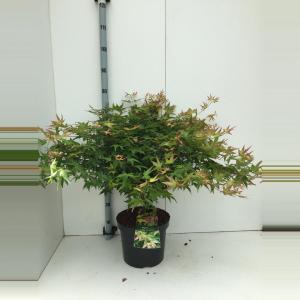 Japanse esdoorn (Acer palmatum "Little Princess") heester - 40-50 cm - 1 stuks