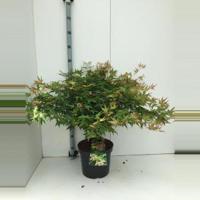 Japanse esdoorn (Acer palmatum "Little Princess") heester - 40-50 cm - 1 stuks - thumbnail