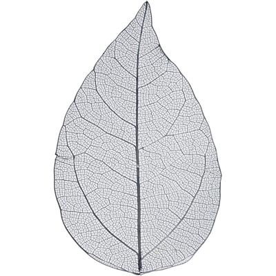 Creativ Company Skeleton leaves , l: 6-8 cm, blauw, 20 stuk/ 1 doos Creativ Company Skeleton leaves , l: 6-8 cm, blauw, 20 stuk/ 1 doos