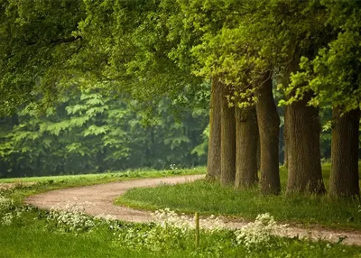 Alexsar Art Tuinschilderij bomenpad 70x50cm