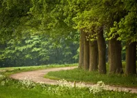 Alexsar Art Tuinschilderij bomenpad 70x50cm - thumbnail