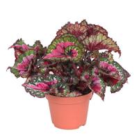 Begonia Rex 'Macarena' (Bladbegonia) - P 12 cm - thumbnail