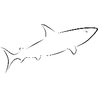 Haai - Muursticker - thumbnail