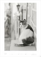 Katten Kalender 2026 XL - thumbnail
