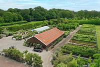 Pijnboom - hoogte 220 cm - thumbnail