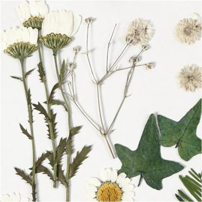 Creativ Company Gedroogde bloemen en bladeren off-white, 19dlg.