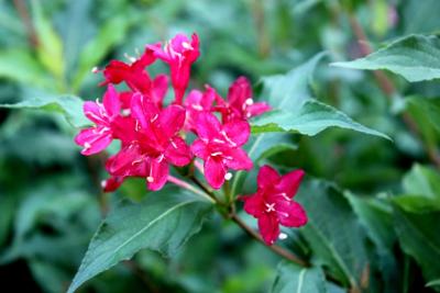 Weigela op stam