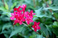 Weigela op stam - thumbnail