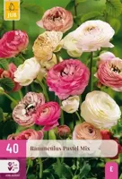 JUB x40 Ranunculus pastel mix - thumbnail
