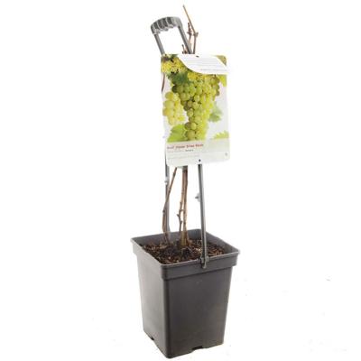 Vitis vinifera solaris witte druif fruitboom draagbeugel Fruithof - Fruithof