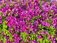 Azalea japonica &apos;Königstein&apos; - thumbnail