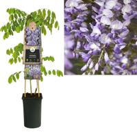 Blauwe regen (Wisteria Sinensis "Prolific") klimplant 70 cm - thumbnail
