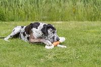 Trixie Denta Fun Mega Chicken Chewing Bone 40 cm - thumbnail