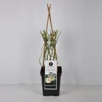 Klimroos (rosa "Schneewittchen"®) - thumbnail