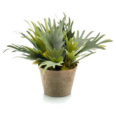 Staghorn fern