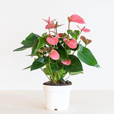 Anthurium Andreanum (Roze) - Flamingoplant - P17