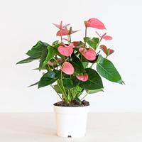 Anthurium Andreanum (Roze) - Flamingoplant - P17 - thumbnail