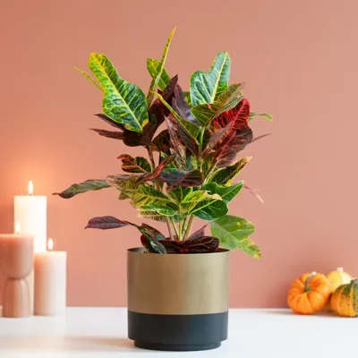 Codiaeum Excellent - Wonderstruik - P17 Codiaeum Excellent - Wonderstruik - P17