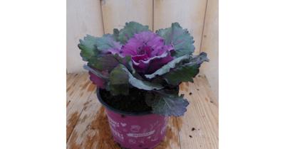 3 stuks! Sierkool lichtpaars/rood Brassica Warentuin Natuurlijk - Warentuin natuurlijk