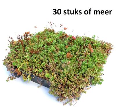 Minimaal 30 stuks! Dakgroen Sedumtray voor daken Type TE Kant & Klaar Click 'n Go 15 graden, prijs per 1 tray, Sempergreen - Sempergreen