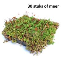 Minimaal 30 stuks! Dakgroen Sedumtray voor daken Type TE Kant & Klaar Click 'n Go 15 graden, prijs per 1 tray, Sempergreen - Sempergreen - thumbnail