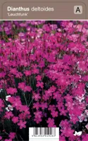 V.I.P.S. Dianthus deltoides ''Leuchfunk'' - steenanjer P9 - thumbnail