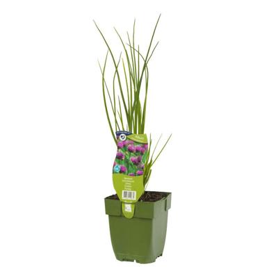Bieslook kruid Allium schoenoprasum Griffioen - Griffioen