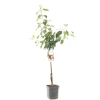 Malus domestica Summerred Rode handappel laagstam fruitplant Fruithof - Fruithof - thumbnail