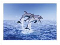 Kunstdruk Dolphin Trio 50x40cm - thumbnail