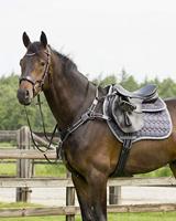 QHP QCross Sedna hoofdstel zwart maat:cob - thumbnail