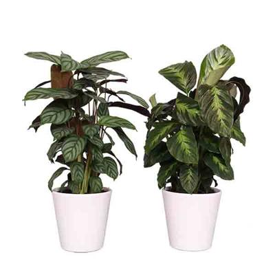 Calathea Shadow Package (2-pack)