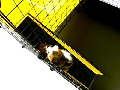 C&C modulaire kooi Vloer 4x2 + Loft 2x1 + Loopplank zwart