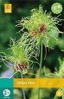 Allium hair 10 bollen - thumbnail