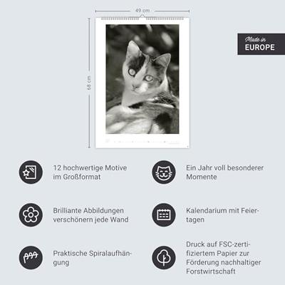 Katten Kalender 2026 XL