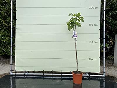Vijgenboom - Ficus Carica