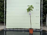 Vijgenboom - Ficus Carica - thumbnail