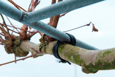 Nature bindbuis 50 m x 3 mm zwart