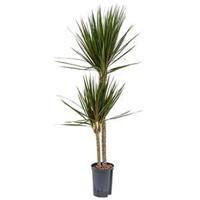 Dracaena marginata spider duo M hydrocultuur plant - thumbnail
