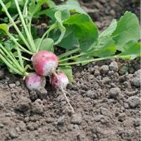 Radijs zaden National 3 - thumbnail