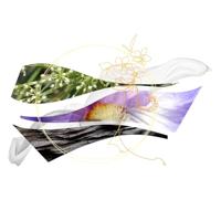 Salvatore Ferragamo Savane Di Seta Eau de Parfum 100ml - thumbnail