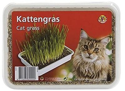 Kattengras in plastic box