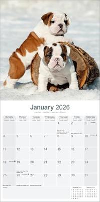 Engelse Bulldog Kalender 2026