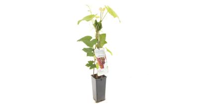 Druif Vitis vinifera Katharina