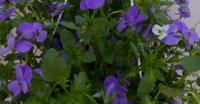 Bosviolen Violen blauw hangplant Viola Warentuin Natuurlijk - Warentuin natuurlijk - thumbnail
