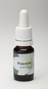 Waterlelie