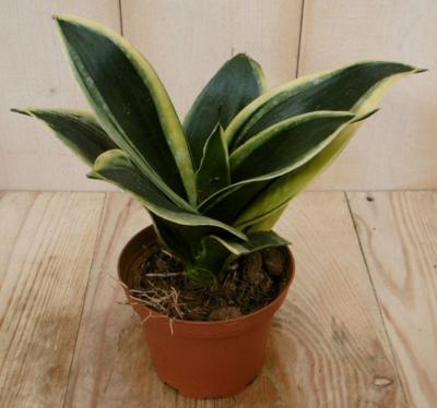 Mini/Klein Vrouwentong Sansevieria geelbont mini kamerplant Sanseveria Warentuin Natuurlijk - Warentuin natuurlijk