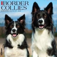 Border Collie Kalender 2026 - thumbnail
