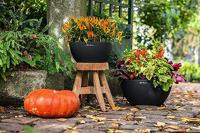 LECHUZA CUBETO Binnen/buiten Plantenpot Vrijstaand Polypropyleen (PP) Zwart - thumbnail