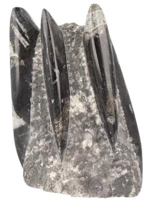 Orthoceras Pilaar Fossiel Pijlstaartinktvis Zwaar Gewicht