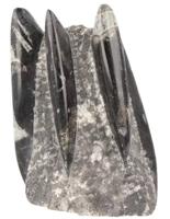 Orthoceras Pilaar Fossiel Pijlstaartinktvis Zwaar Gewicht - thumbnail